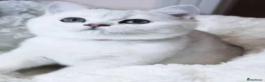 British Shorthair 2 tofu 