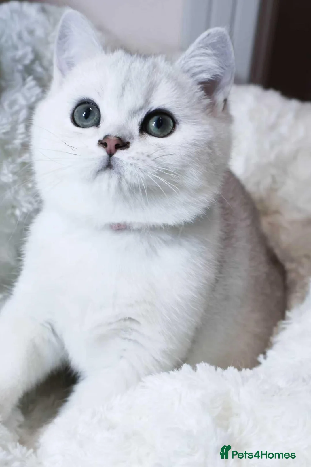 British Shorthair cats for sale: Pedigree British Shorthair 1 boy&1 girl left  - Advert 2