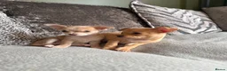Chihuahua dogs for sale: READY NOW - 1 LILAC BOYS LEFT!! - Advert 2
