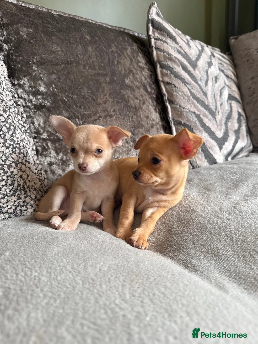 Chihuahua dogs for sale: READY NOW - 1 LILAC BOYS LEFT!! - Advert 2