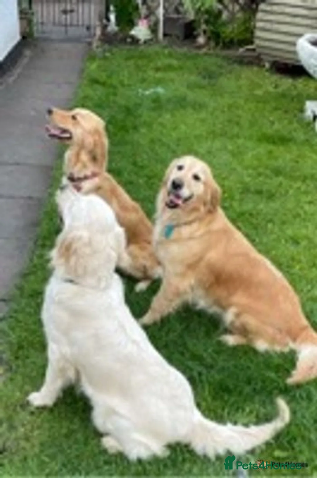 Golden Retriever dogs for sale: Top Class KC registered Golden Retrievers  - Advert 17