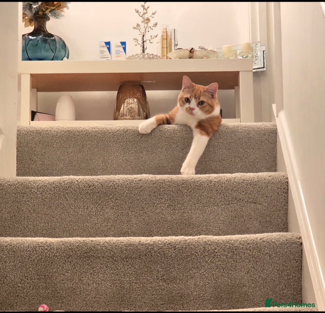 British Shorthair cats for sale: Adorable British Shorthair Male Kitten for Sale  - Advert 4