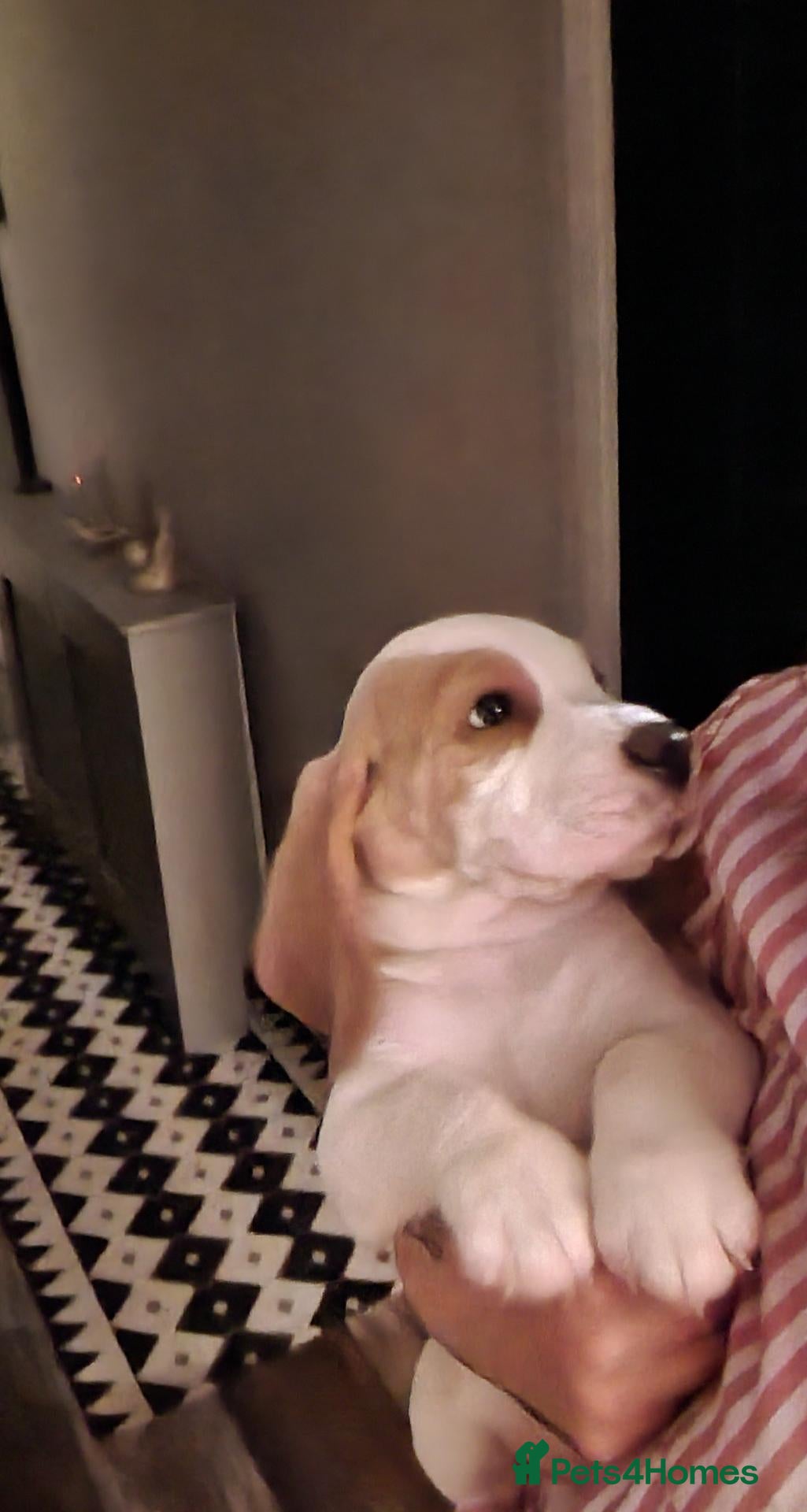 Beagle dogs 5 gen kc registered beagles - Advert 2