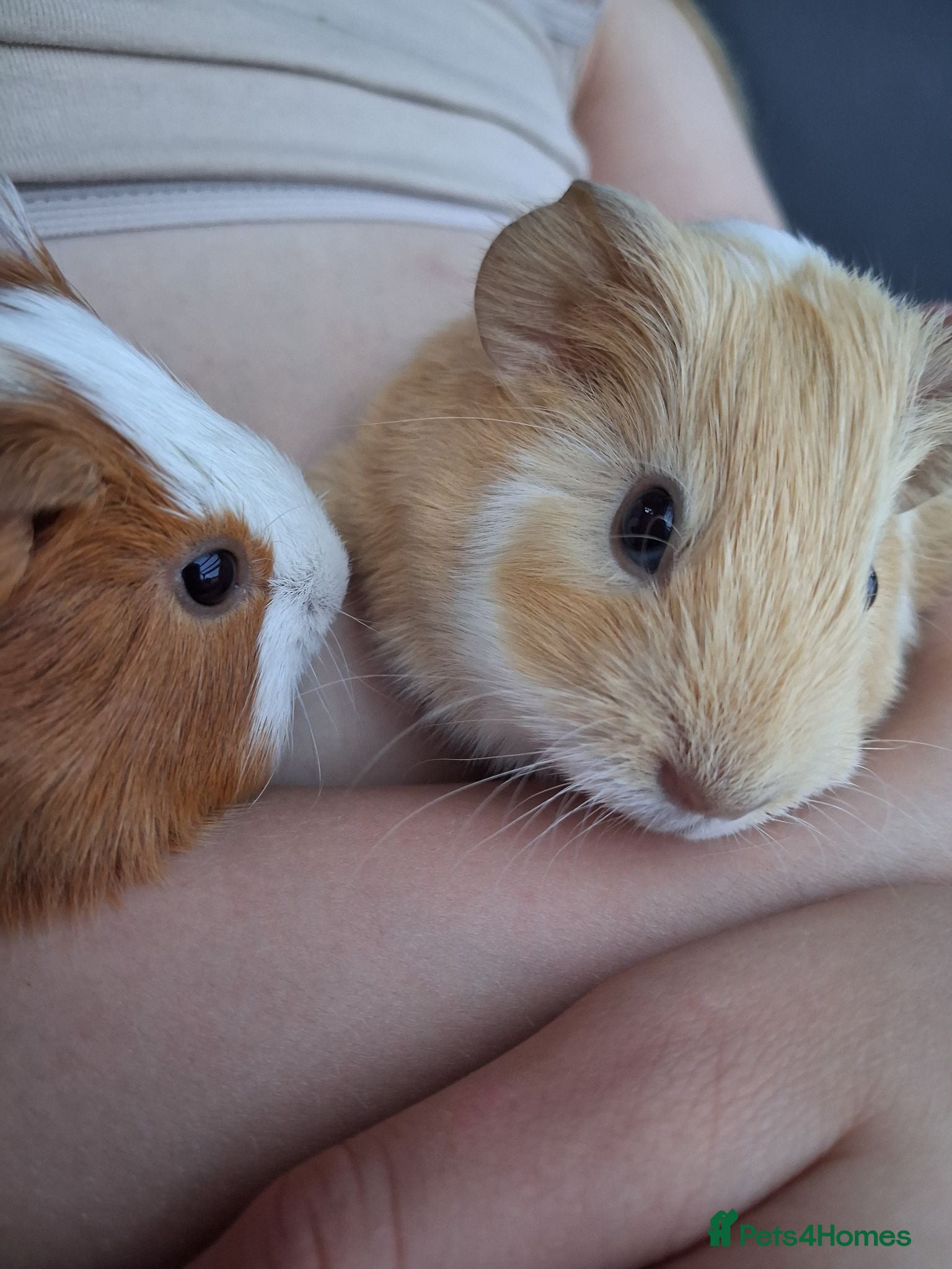 Guinea Pig rodents Gorgeous boar - Advert 9