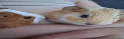 Guinea Pig rodents for sale: Gorgeous boar - Advert 1