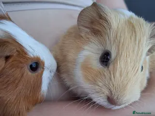Guinea Pig rodents Gorgeous boar - Advert 19
