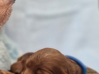 Cavapoo dogs - Advert 21