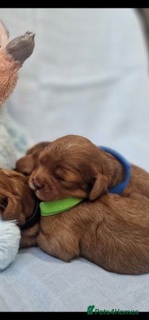 Cavapoo dogs - Advert 9