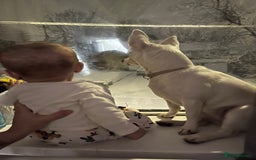 Jack Russell dogs for sale: Princess Jack Russel Female  - Image 5
