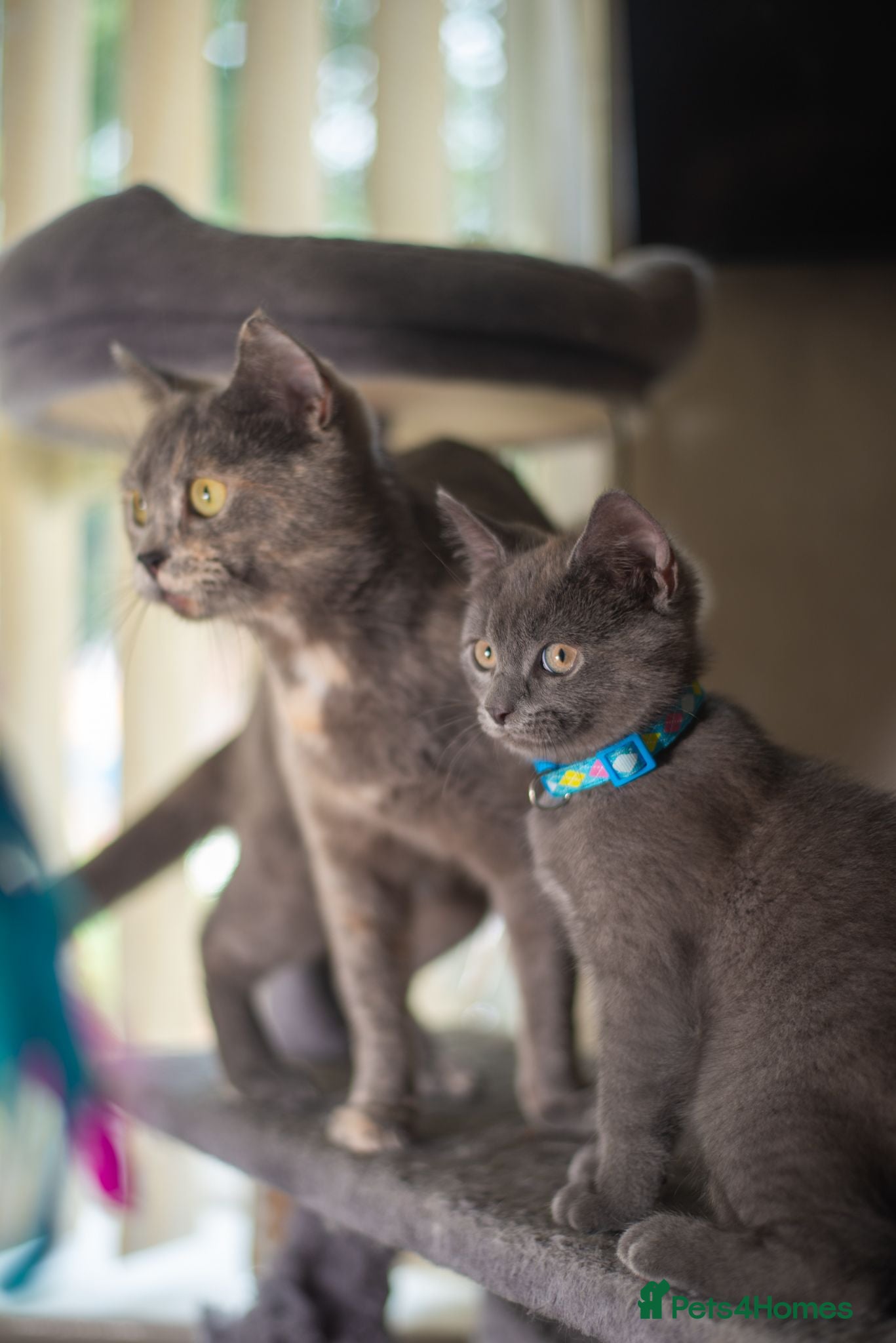 British Shorthair cats British shorthair kittens  - Advert 1