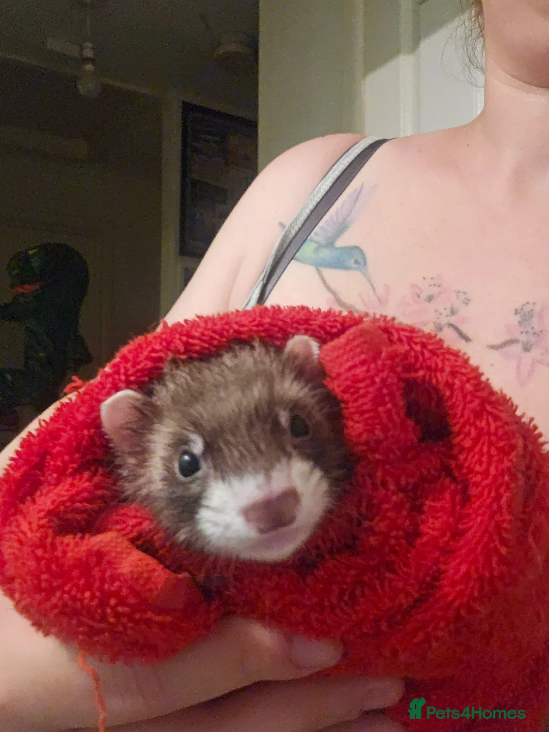 Ferret rodents for sale: 2 Female ferrets - Advert 4