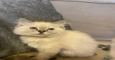 Ragdoll cats - Advert 7