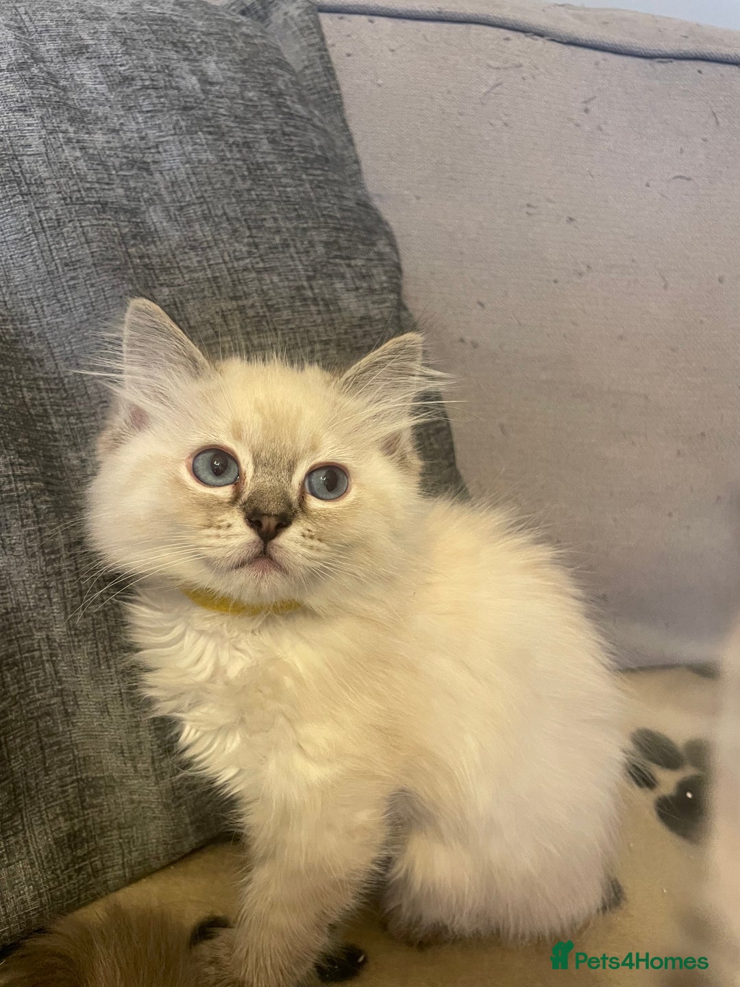 Ragdoll cats for sale: Ragdoll kittens ready now 3 boys 1 girl available  - Image 3