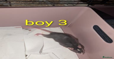 Rat rodents - Advert 8
