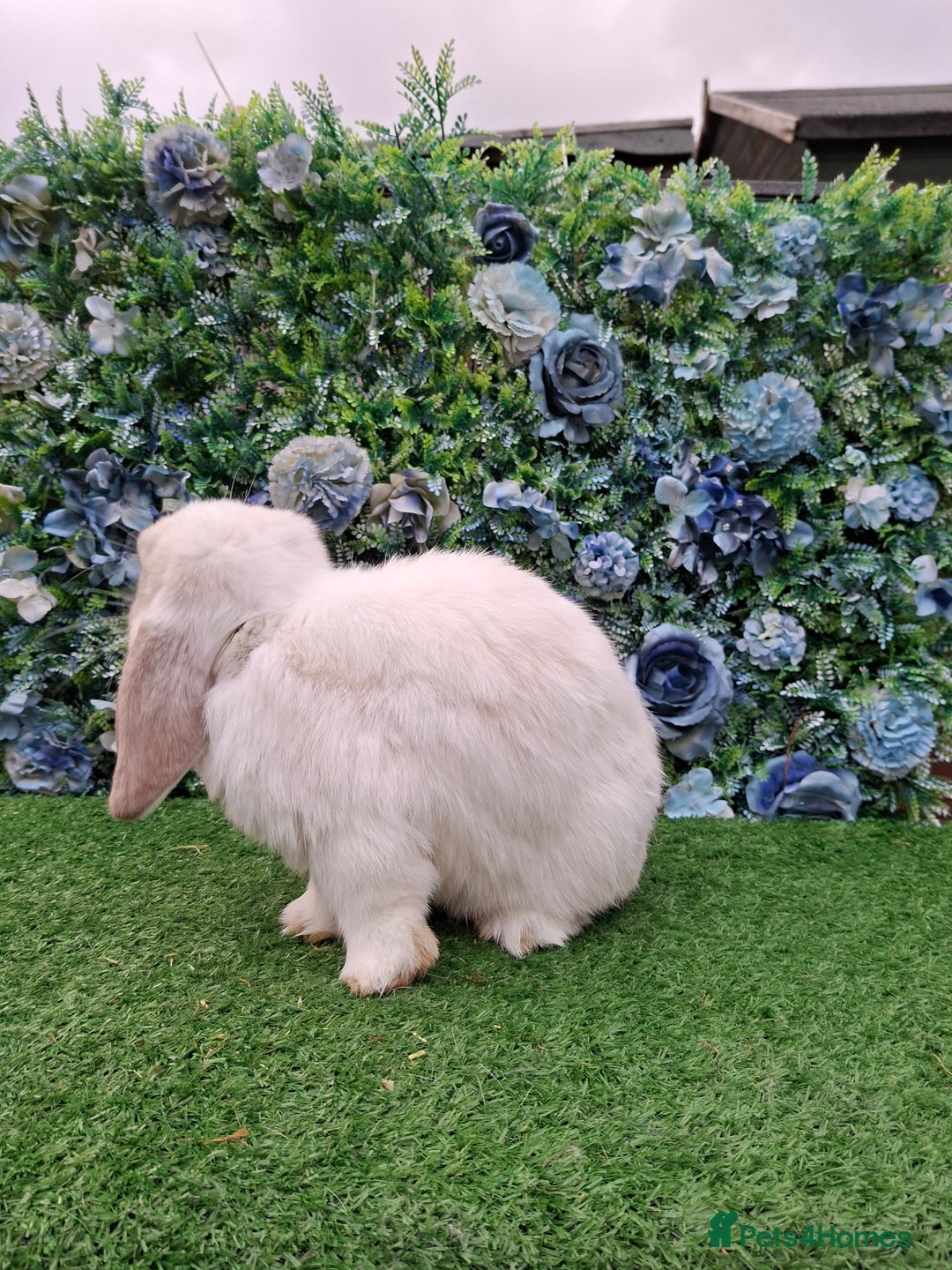 Mini Lop rabbits for sale: Lilac frost point mini lop buck  - Advert 4