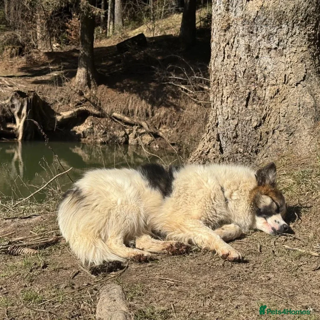 Mixed Breed dogs for adoption: Novie (Collie mix) - Advert 9