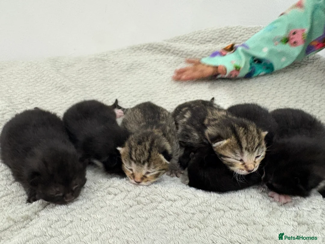 Mixed Breed cats for sale: 6 Beautiful Kittens – 4 Boys & 2 Girls Ready Soon in Doncaster - Advert 2