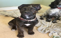 Mixed Breed dogs for sale: Bobby - Advert 5