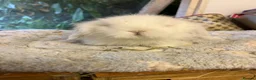 Mini Lion Lop rabbits for sale: Pure mini lion lops from show stock  - Advert 11