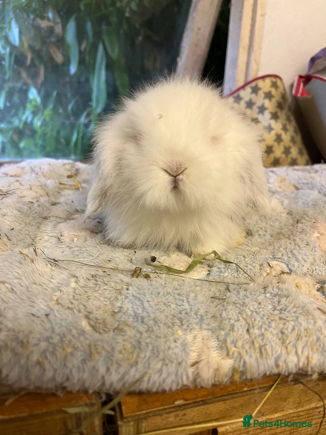 Mini Lion Lop rabbits for sale: * 2 left*  ready now - Advert 2
