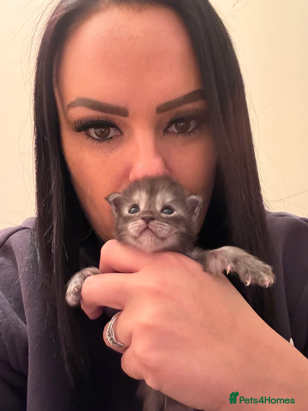 Maine Coon cats for sale: 👑 Stunning pedigree Maine coon kittens 👑  - Advert 17