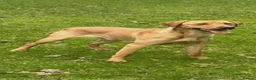 Goldador dogs for sale: 11 Goldador puppies *Ready to leave now* - Advert 17