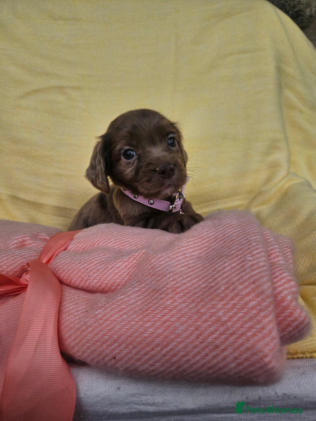 Cocker Spaniel dogs for sale: 6 week old Working Type Cocker Spaniels - Image 5