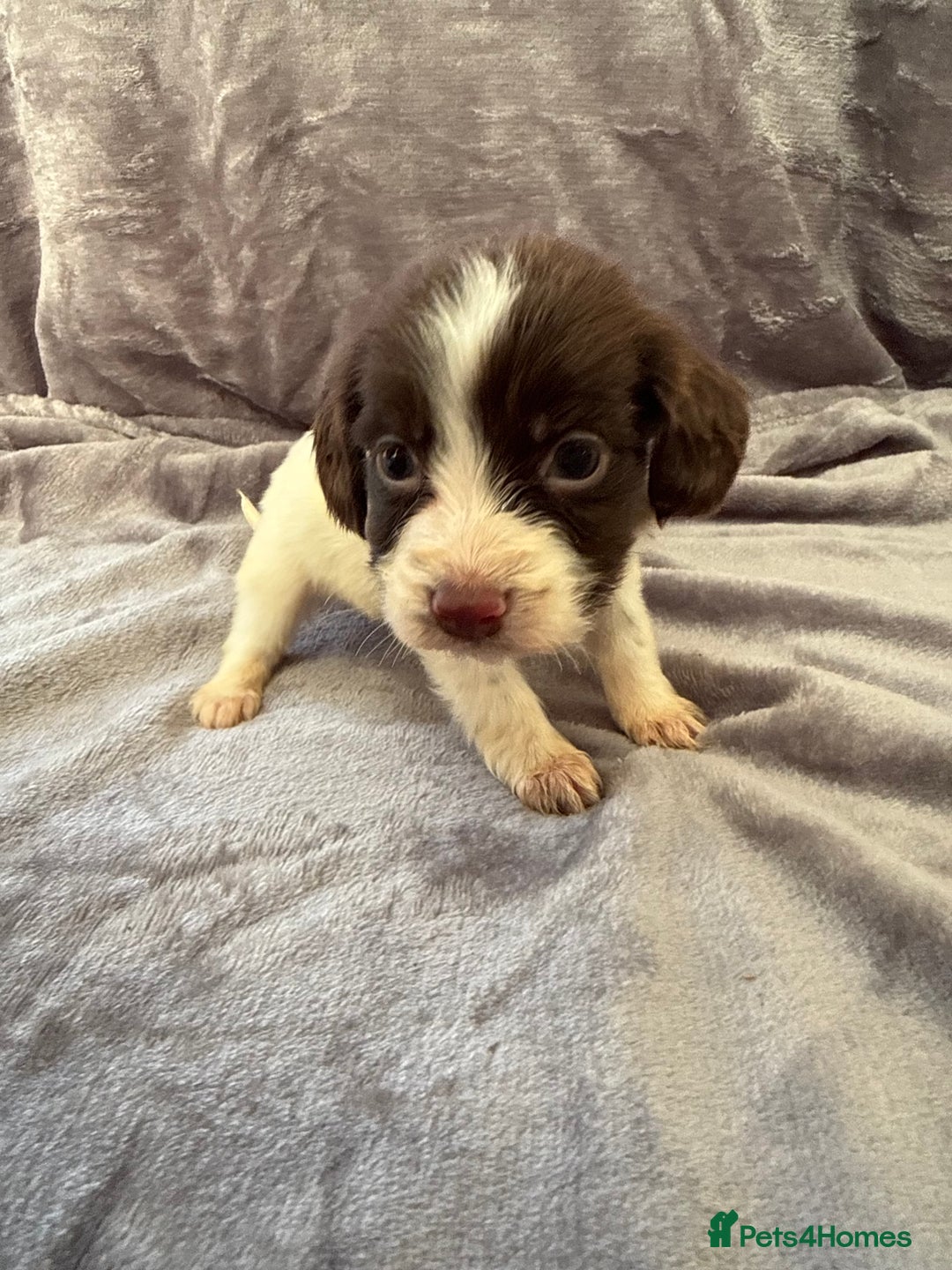 Cocker Spaniel dogs for sale: Cocker spaniel pups  - Advert 13