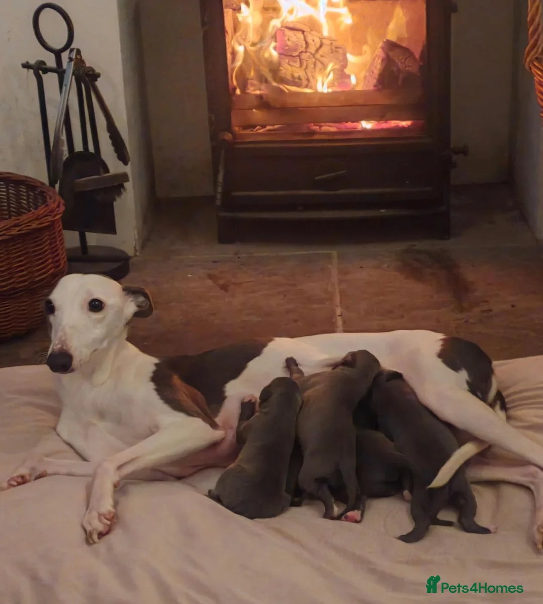 Mixed Breed dogs for sale: Wiggys for sale in Bridlington - Advert 9