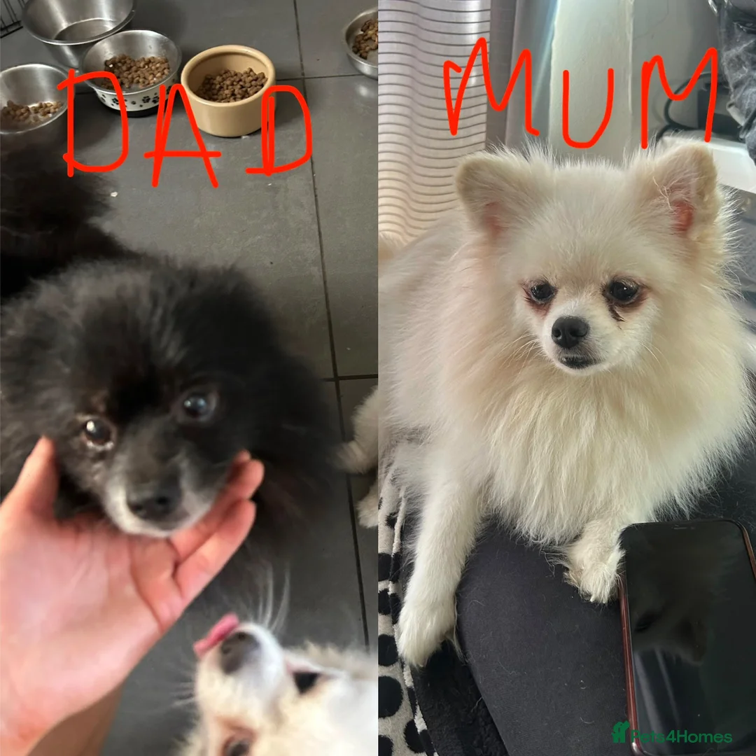 Pomeranian dogs for sale: 3 Pure white Pomeranians - 1 girl 2 boys - Advert 1