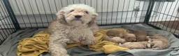 Mixed Breed dogs for sale: Adorable puppies looking for five star homes! in Machynlleth - Advert 18