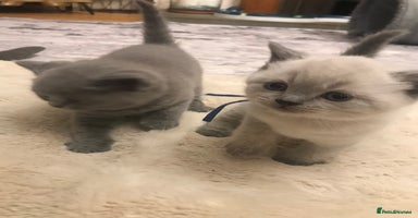 British Shorthair cats - Advert 10