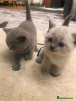 British Shorthair cats - Advert 5