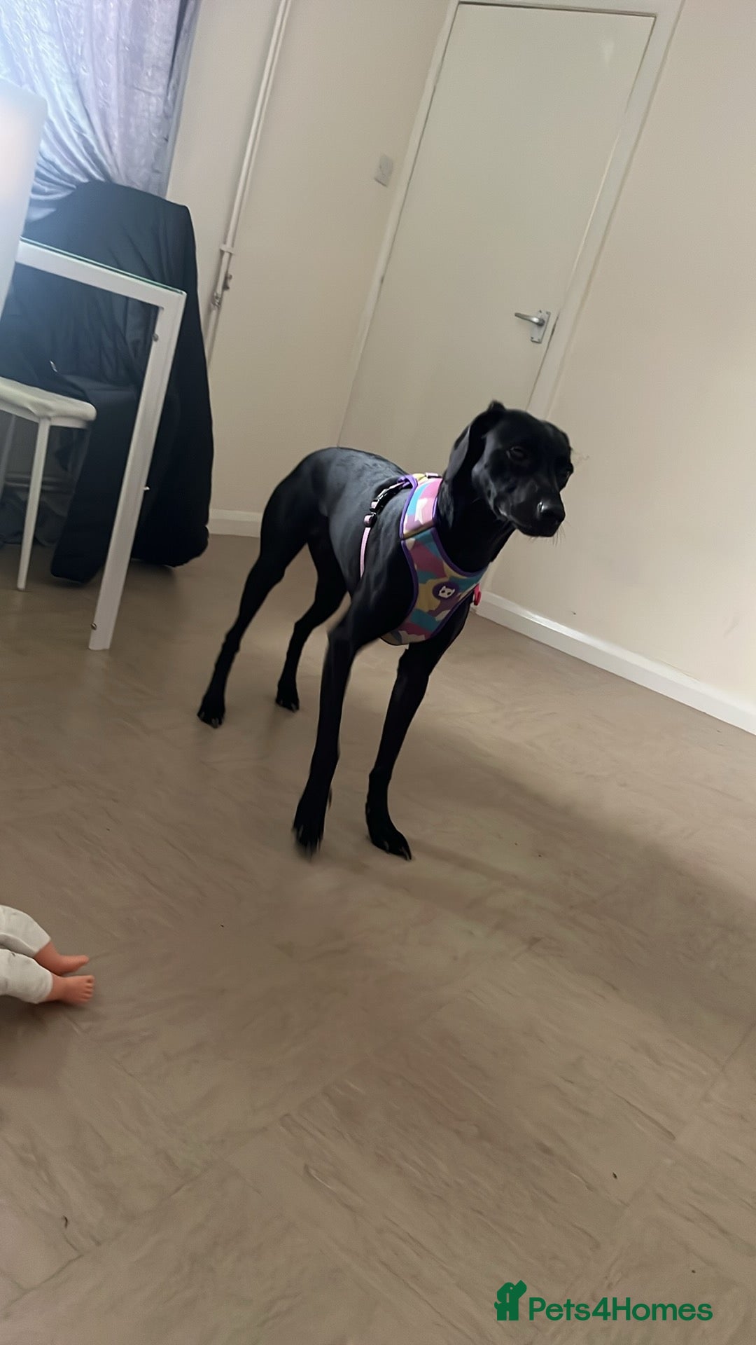 Mixed Breed dogs for sale: Gorgeous greyhound cross weimaraner - Advert 14