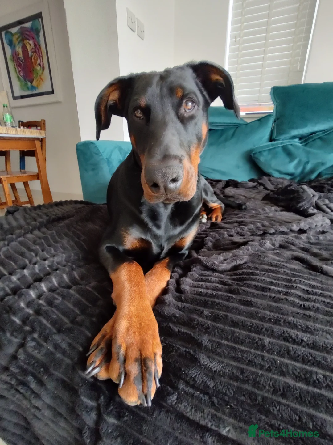 Dobermann dogs for sale: 4 year old male Doberman - Travis - Advert 2