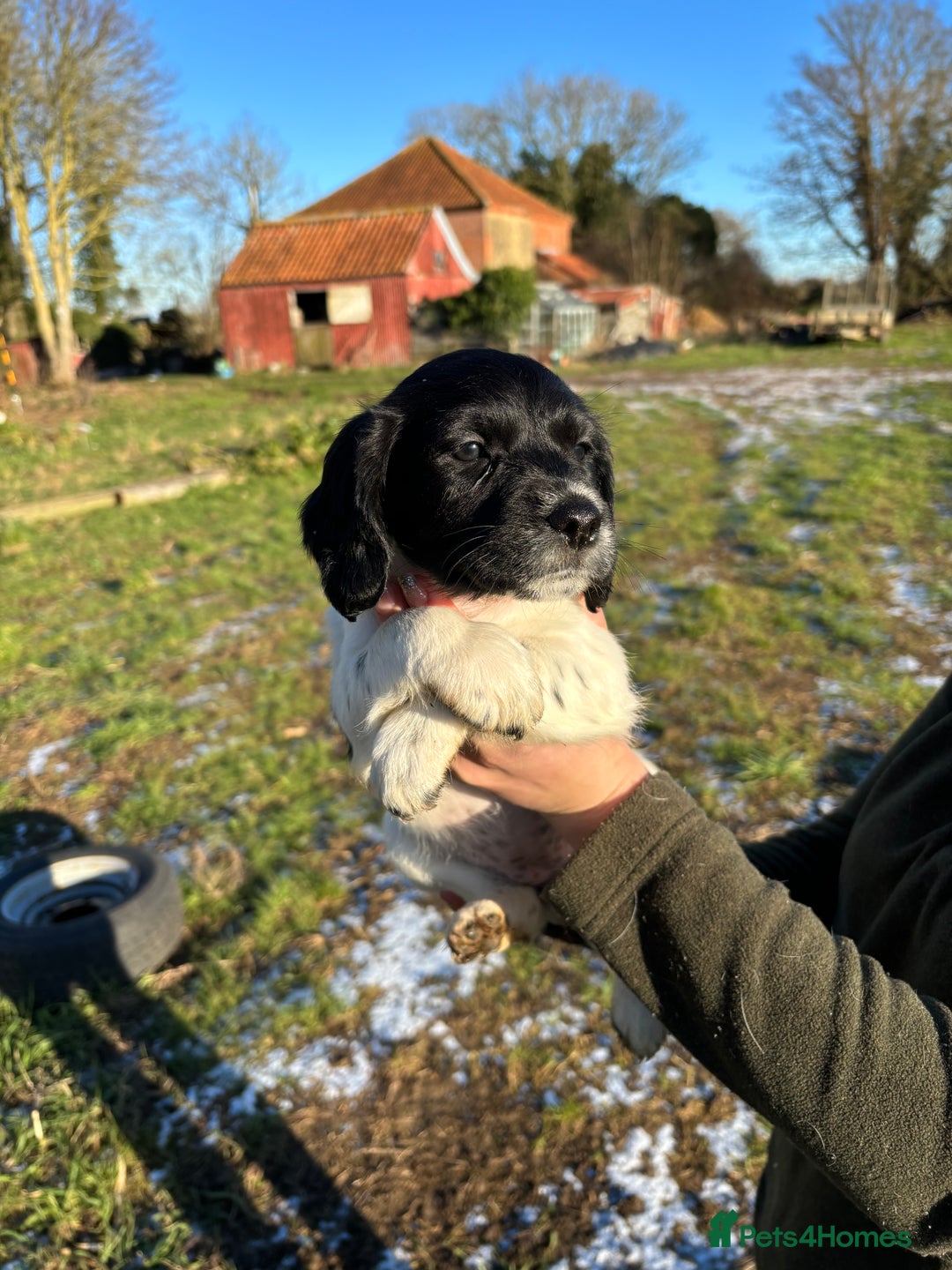 Sprocker dogs for sale: Sprocker puppies  - Advert 6