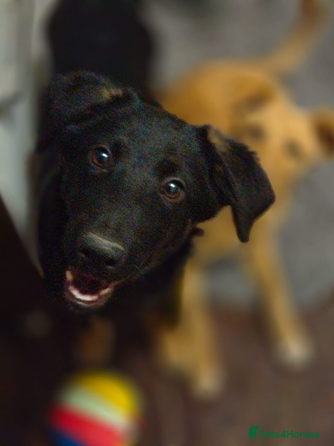 Mixed Breed dogs for adoption: ❤️Hope&Joy — two 7(8) months small sisters❤️ - Advert 4