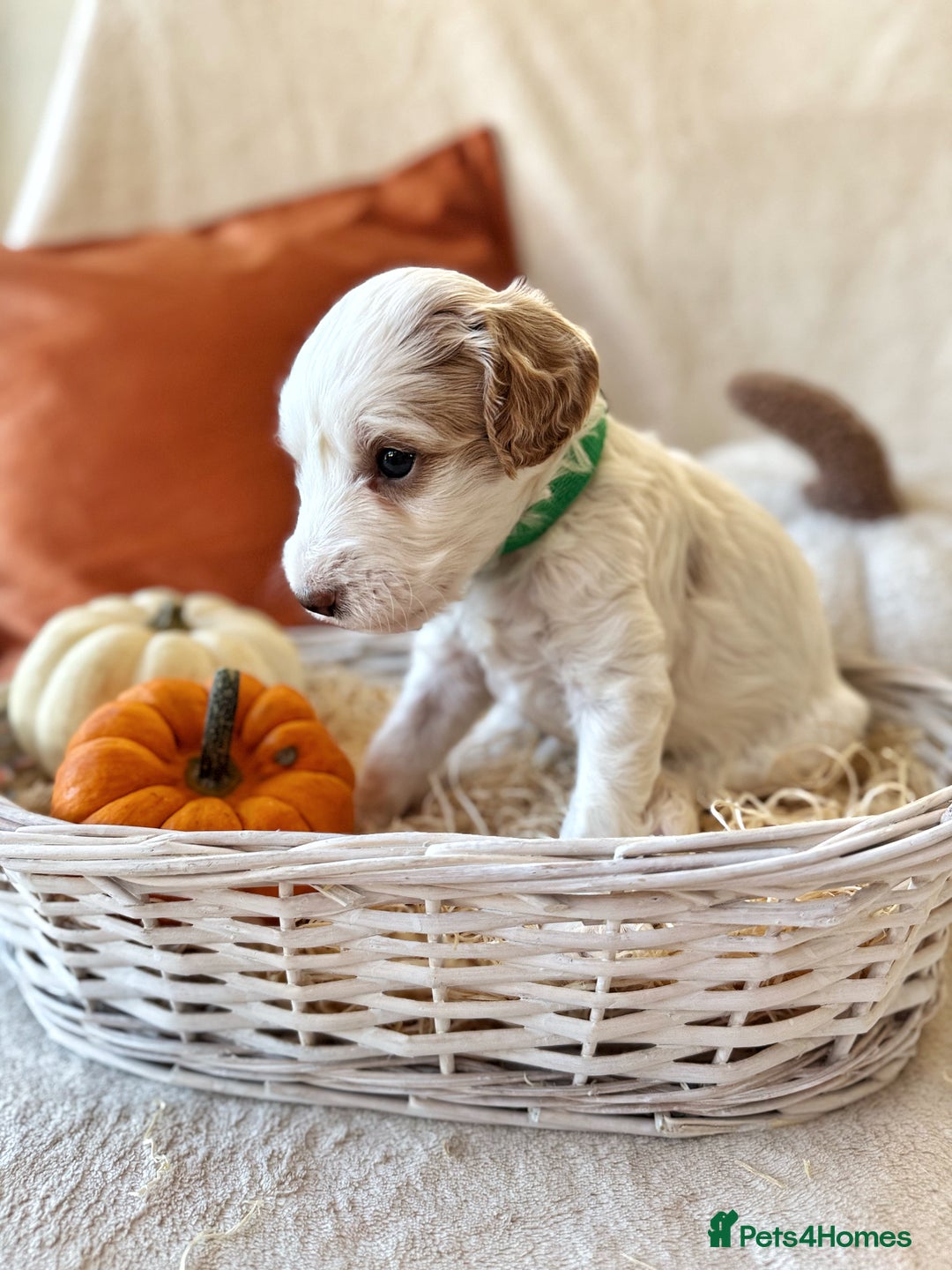 Australian Labradoodle dogs for sale: Pure Multigen Australian Labradoodle Puppies - Image 11