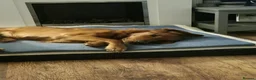 Golden Retriever dogs for sale: Bella red fox retriever  in Haywards Heath - Advert 3