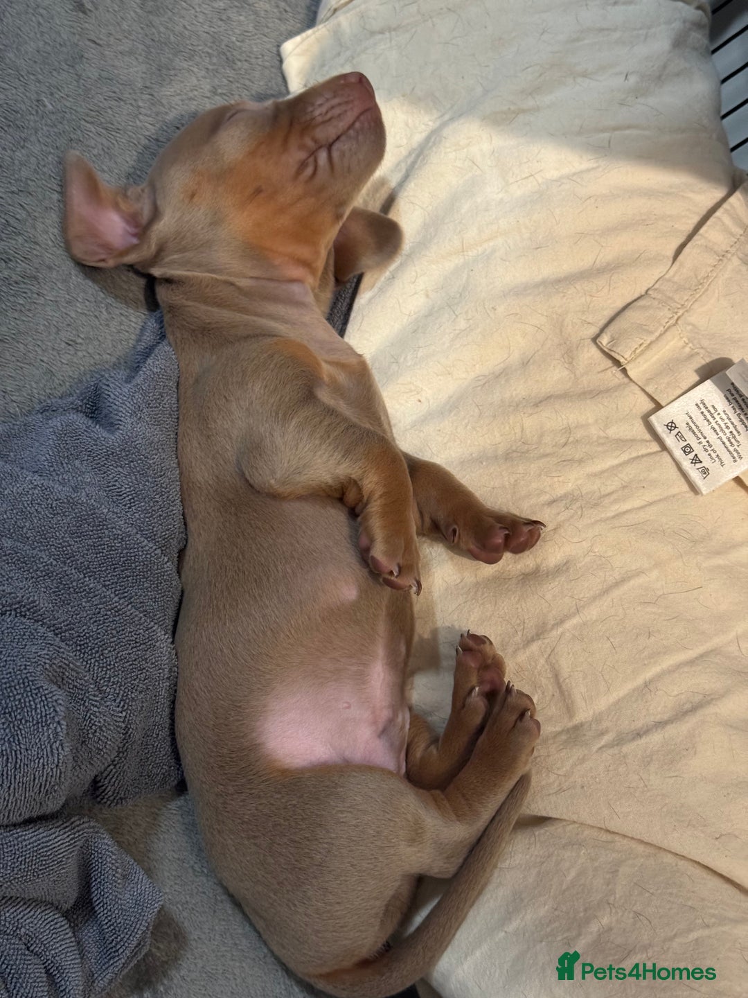 Dachshund dogs for sale: 3 Dachshunds will be ready for  **  - Advert 20