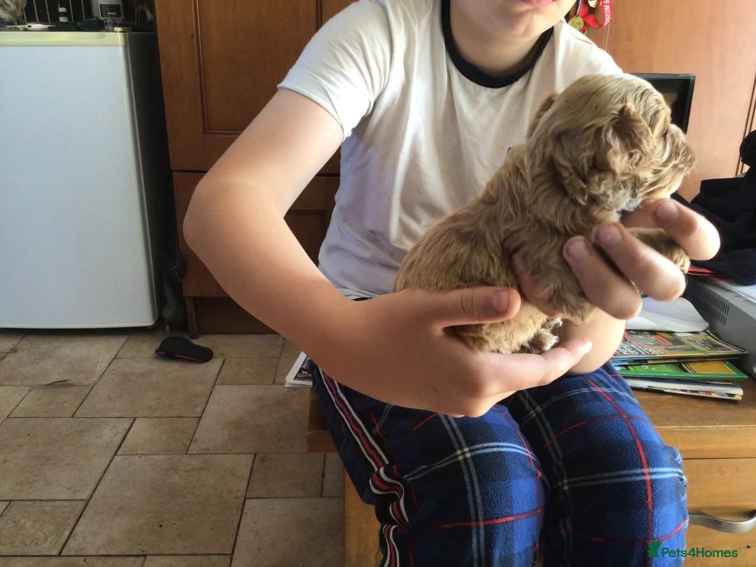 Cavapoo dogs for sale: Toy F1 male red cavapoo pups  - Advert 3
