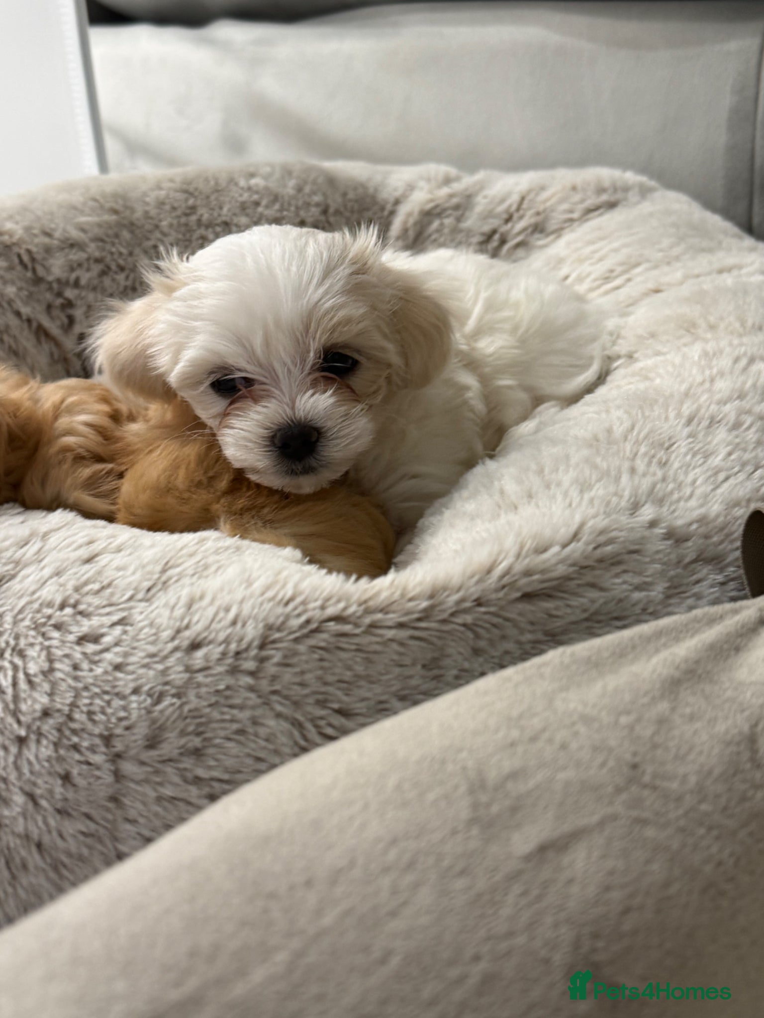 Maltipoo dogs 1 Beautiful Maltipoo puppy for sale  - Advert 4