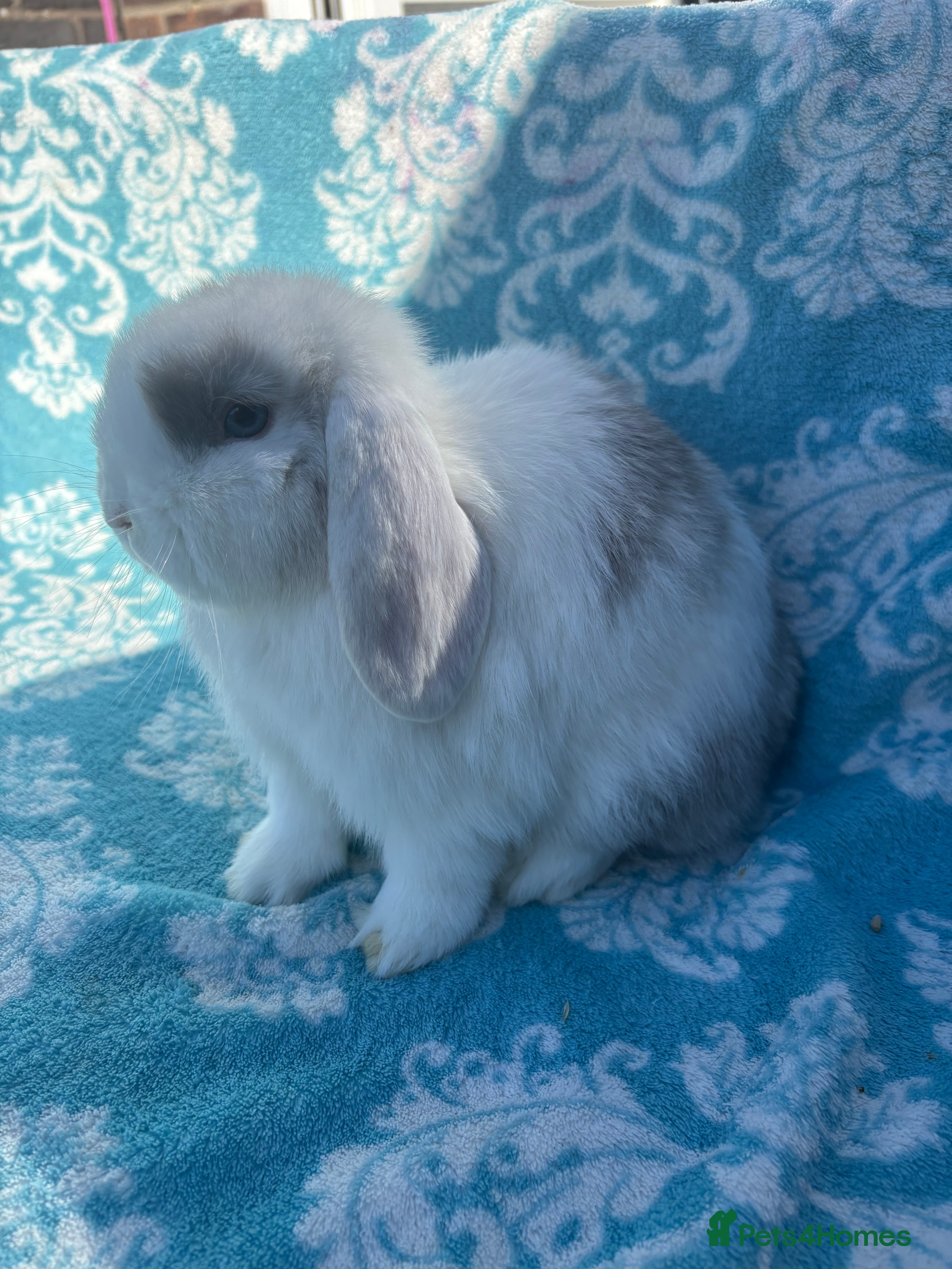 Mini Lop rabbits Pure bred mini lop babies - Advert 13