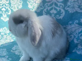 Mini Lop rabbits Pure bred mini lop babies - Advert 13
