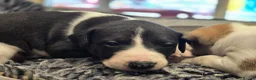Mixed Breed dogs for sale: Whippet cross whippet lurcher - Advert 17
