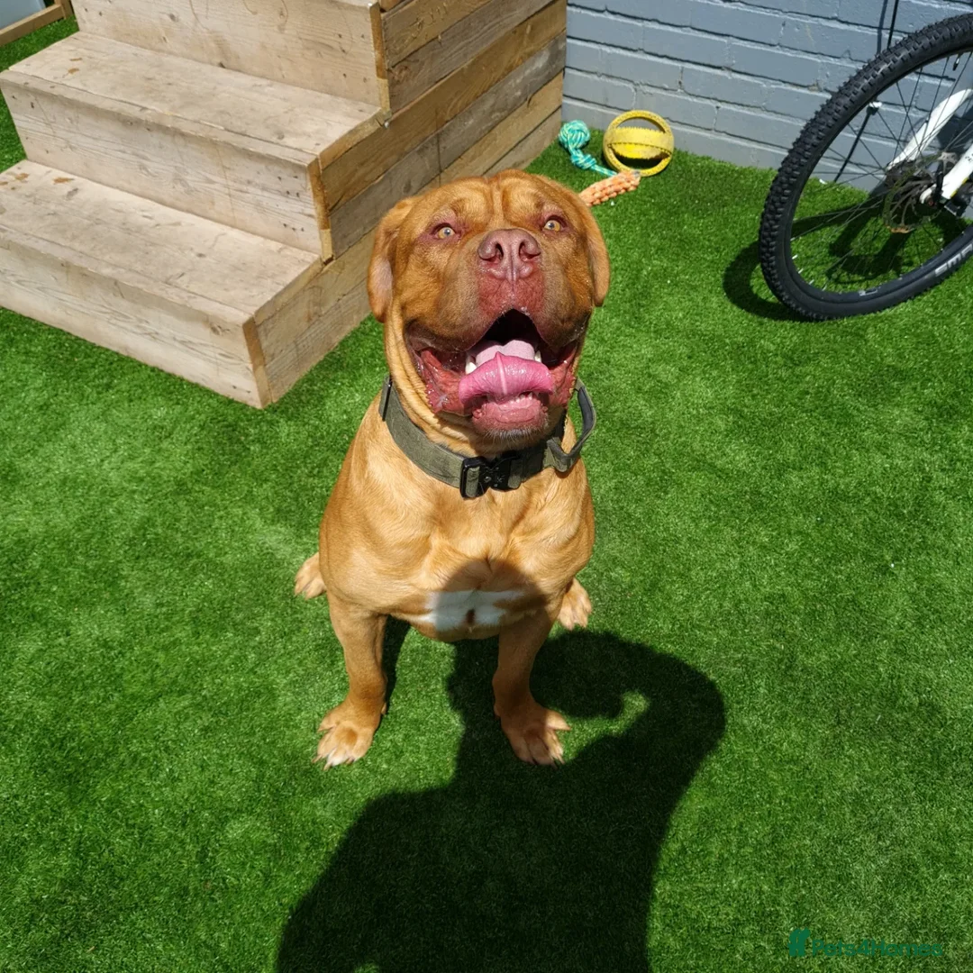 Dogue De Bordeaux dogs for stud: DOGUE DE BORDEUX STUD  in Glasgow - Image 2