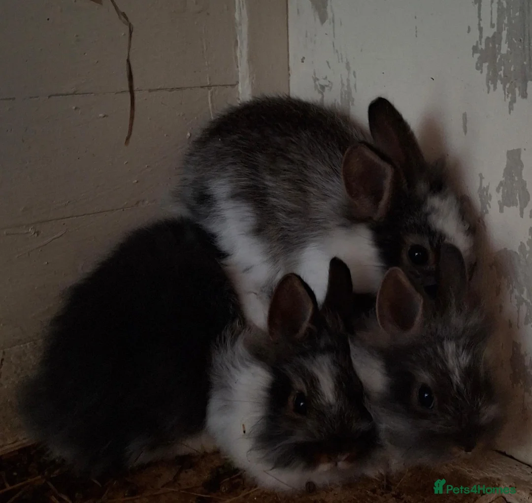 Lionhead rabbits for sale: Lion head cross  - Advert 4