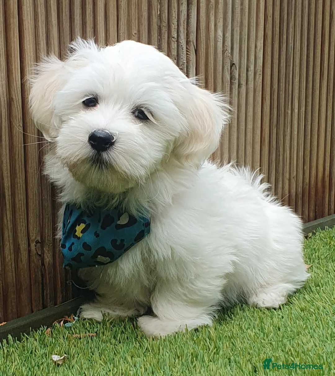 Maltese dogs for sale: 🌟KC Registered Maltese Puppy One Boy available - Advert 2