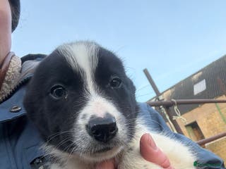 Smooth Collie dogs Working Collie Puppies - Advert 4