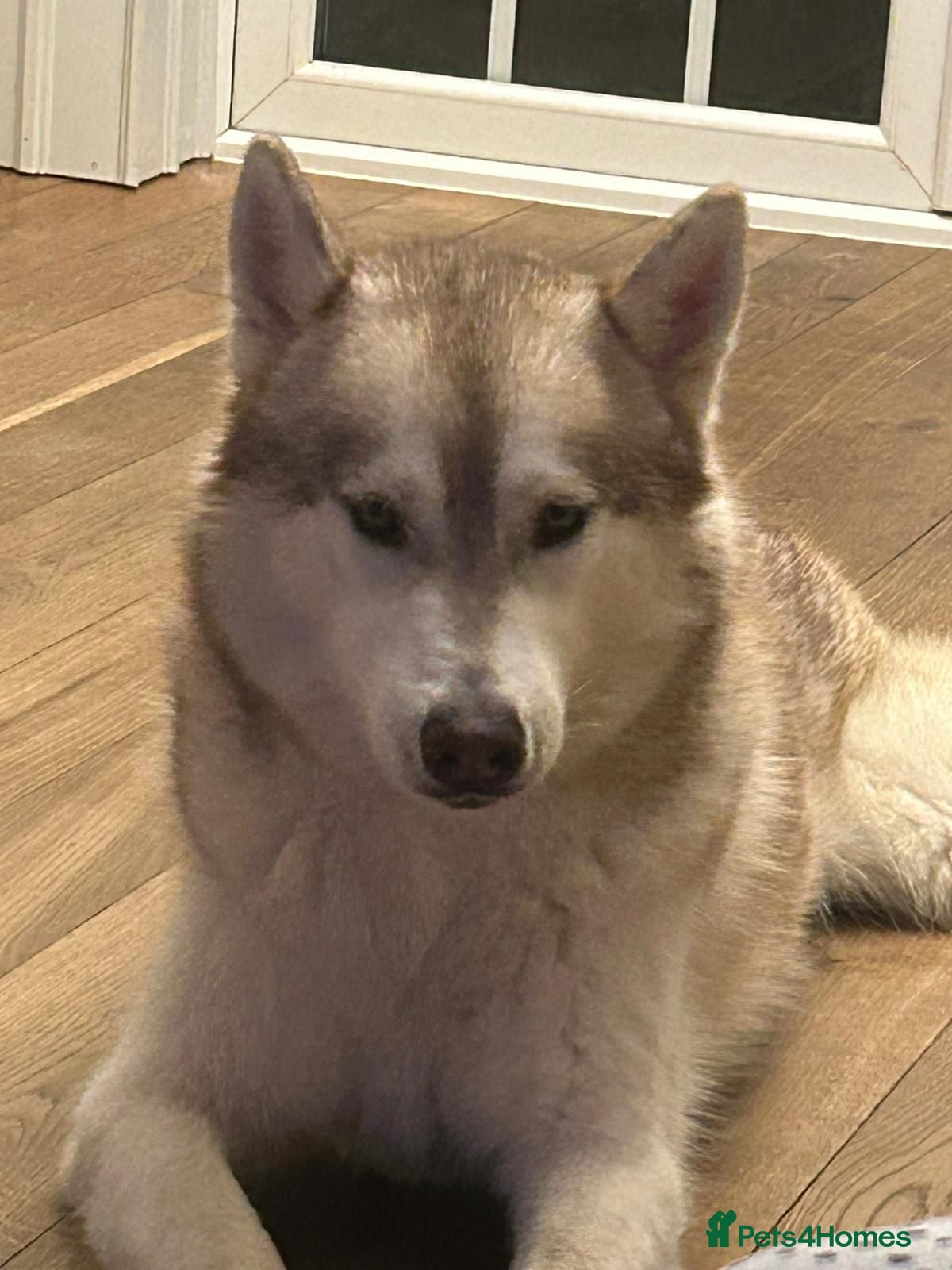 Siberian Husky dogs Rehome: ONLY GENUINE ENQUIRIES. - Advert 2